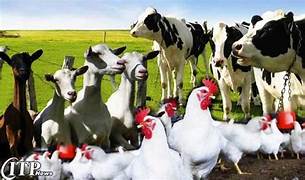 Dairy and Poultry
