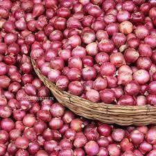 Average size onion