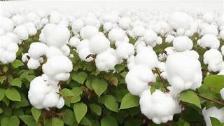 Cotton