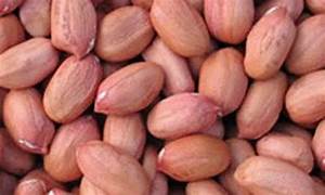 Groundnut