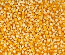 Maize