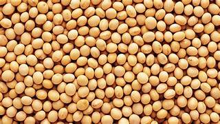 Soyabean