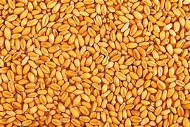 Wheat